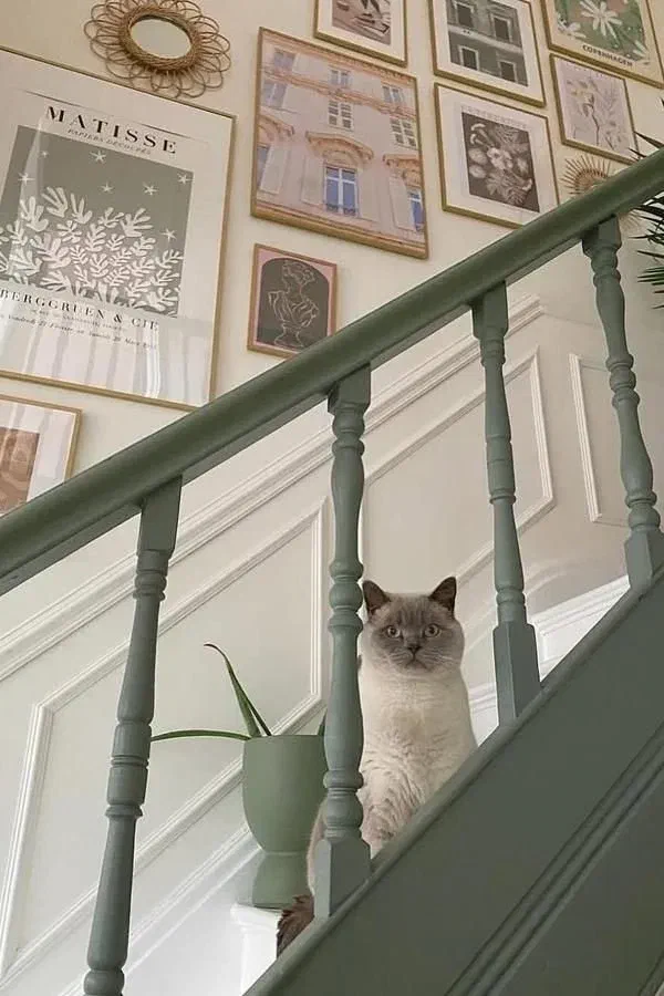 Colourful blue staircase with cat